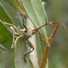 Pempsamacra pygmaea at Charleys Forest, NSW - suppressed