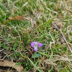 Viola betonicifolia subsp. betonicifolia (Arrow-Leaved Violet) at Bungendore, NSW - 2 Nov 2024 by clarehoneydove