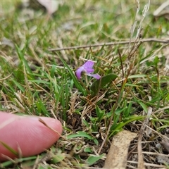 Viola betonicifolia subsp. betonicifolia at Bungendore, NSW - suppressed