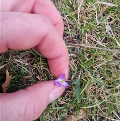 Viola betonicifolia subsp. betonicifolia at Bungendore, NSW - suppressed
