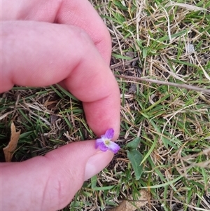 Viola betonicifolia subsp. betonicifolia at Bungendore, NSW - suppressed