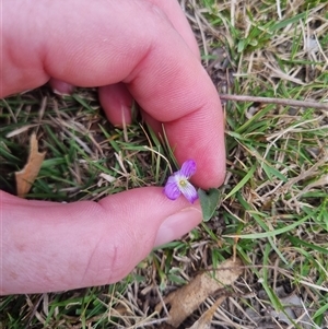 Viola betonicifolia subsp. betonicifolia at Bungendore, NSW - suppressed