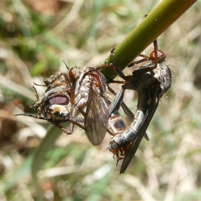 Unidentified Robber fly (Asilidae) by arjay