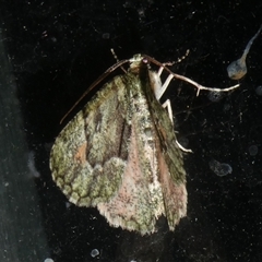 Aeolochroma metarhodata (Tea-tree Emerald) at Charleys Forest, NSW - 10 Oct 2024 by arjay