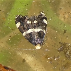 Lepidoscia tyrobathra (Pied Casemoth) at Charleys Forest, NSW - 10 Oct 2024 by arjay