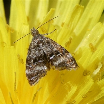 Tebenna micalis (Small Thistle Moth) at Charleys Forest, NSW - 29 Sep 2024 by arjay