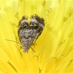 Tebenna micalis at Charleys Forest, NSW - suppressed