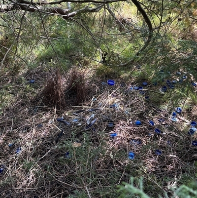 Ptilonorhynchus violaceus (Satin Bowerbird) at Woolgarlo, NSW - 2 Nov 2024 by SustainableSeg