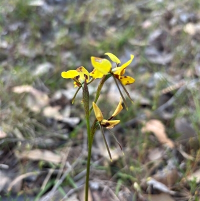 Diuris sulphurea (Tiger Orchid) at Woolgarlo, NSW - 2 Nov 2024 by SustainableSeg