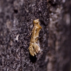 Moerarchis inconcisella (A tineid moth) at Kambah, ACT - 22 Oct 2024 by KorinneM