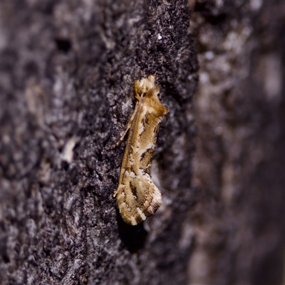 Moerarchis inconcisella (A tineid moth) at Kambah, ACT - 21 Oct 2024 by KorinneM