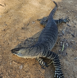 Varanus varius at Burrinjuck, NSW - 2 Nov 2024