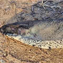 Varanus varius at Burrinjuck, NSW - 2 Nov 2024