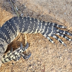 Varanus varius at Burrinjuck, NSW - 2 Nov 2024