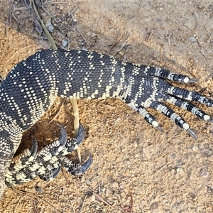 Varanus varius at Burrinjuck, NSW - 2 Nov 2024