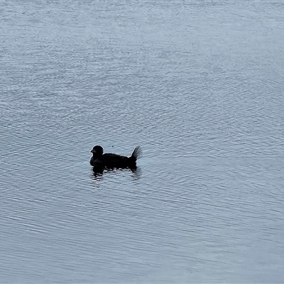 Biziura lobata (Musk Duck) at Coombs, ACT - 1 Nov 2024 by BethanyDunne