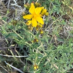 Hypericum perforatum (St John's Wort) at Yarralumla, ACT - 2 Nov 2024 by lbradley