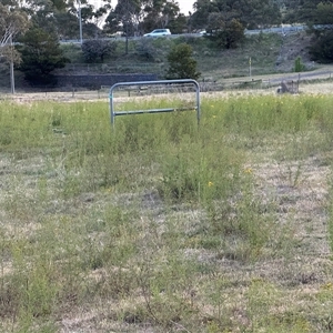 Hypericum perforatum at Yarralumla, ACT - 2 Nov 2024