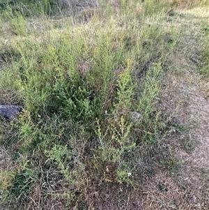 Hypericum perforatum at Yarralumla, ACT - 2 Nov 2024