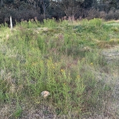 Hypericum perforatum at Yarralumla, ACT - 2 Nov 2024