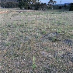 Carthamus lanatus at Yarralumla, ACT - 2 Nov 2024