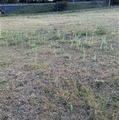 Carthamus lanatus at Yarralumla, ACT - 2 Nov 2024