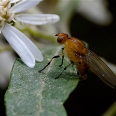 Minettia (genus) (A lauxid fly) at Paddys River, ACT - 22 Oct 2024 by KorinneM