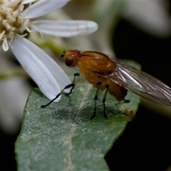 Minettia (genus) at Paddys River, ACT - 22 Oct 2024 11:28 AM