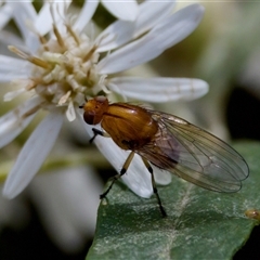 Minettia (genus) at Paddys River, ACT - 22 Oct 2024 11:28 AM