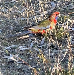 Platycercus elegans (Crimson Rosella) at Aranda, ACT - 2 Nov 2024 by lbradley