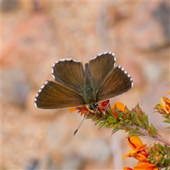 Neolucia agricola (Fringed Heath-blue) at Bruce, ACT - 2 Nov 2024 by DPRees125