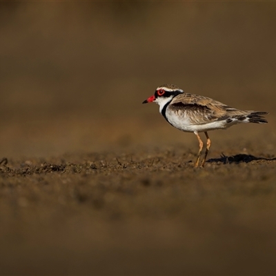 Charadrius melanops (Black-fronted Dotterel) at Kinka Beach, QLD - 26 Oct 2024 by trevsci