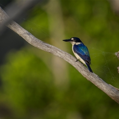 Todiramphus macleayii (Forest Kingfisher) at Kinka Beach, QLD - 27 Oct 2024 by trevsci