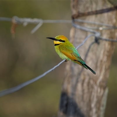 Merops ornatus (Rainbow Bee-eater) at Kinka Beach, QLD - 27 Oct 2024 by trevsci