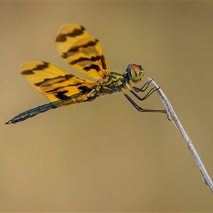 Rhyothemis graphiptera at Emu Park, QLD - 27 Oct 2024 07:32 AM