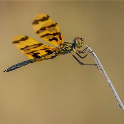 Rhyothemis graphiptera (Graphic Flutterer) at Emu Park, QLD - 27 Oct 2024 by trevsci