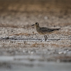 Pluvialis fulva (Pacific Golden Plover) at Emu Park, QLD - 26 Oct 2024 by trevsci