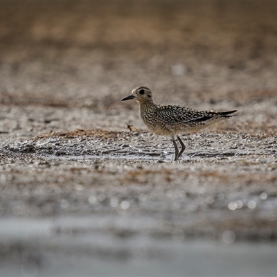 Pluvialis fulva (Pacific Golden Plover) at Emu Park, QLD - 26 Oct 2024 by trevsci