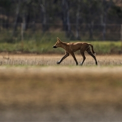 Canis lupus (Dingo / Wild Dog) at Emu Park, QLD - 26 Oct 2024 by trevsci