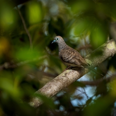 Geopelia placida (Peaceful Dove) at Kinka Beach, QLD - 27 Oct 2024 by trevsci