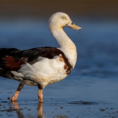 Radjah radjah (Radjah Shelduck) at Emu Park, QLD - 27 Oct 2024 by trevsci