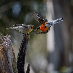 Petroica phoenicea (Flame Robin) at Palerang, NSW - 13 Oct 2024 by trevsci