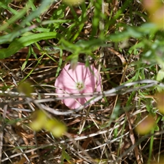 Convolvulus angustissimus (Pink Bindweed) at Murrumbateman, NSW - 2 Nov 2024 by amiessmacro