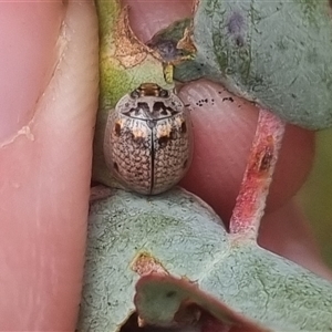 Paropsisterna m-fuscum at Bungendore, NSW - suppressed