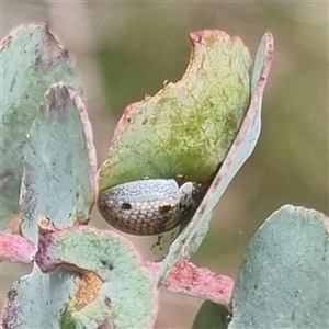 Paropsisterna m-fuscum at Bungendore, NSW - 2 Nov 2024