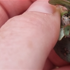 Paropsisterna m-fuscum at Bungendore, NSW - suppressed