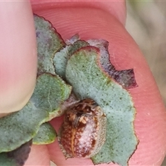 Paropsisterna m-fuscum at Bungendore, NSW - 2 Nov 2024