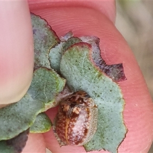 Paropsisterna m-fuscum at Bungendore, NSW - suppressed