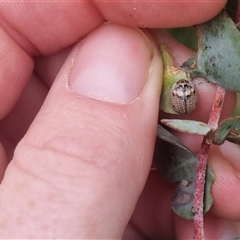 Paropsisterna m-fuscum at Bungendore, NSW - 2 Nov 2024