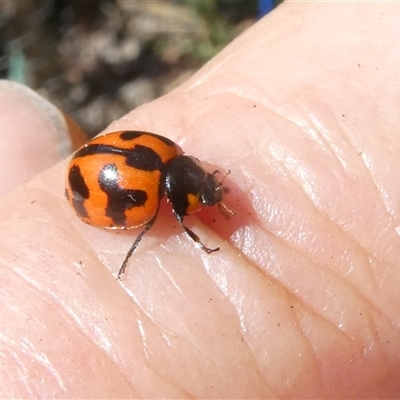 Coccinella transversalis (Transverse Ladybird) at Belconnen, ACT - 2 Nov 2024 by JohnGiacon